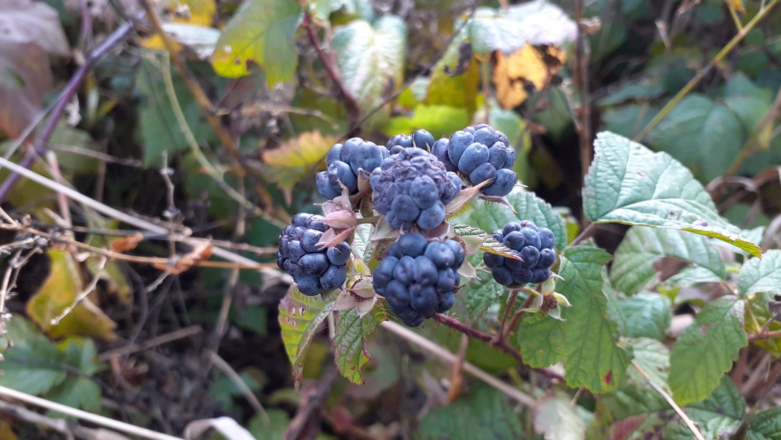 Владимира Шакиева.