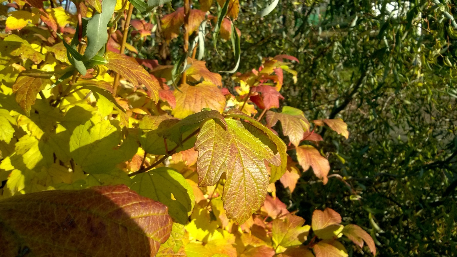 Дарьи Святохиной. "Общественная электронная газета".