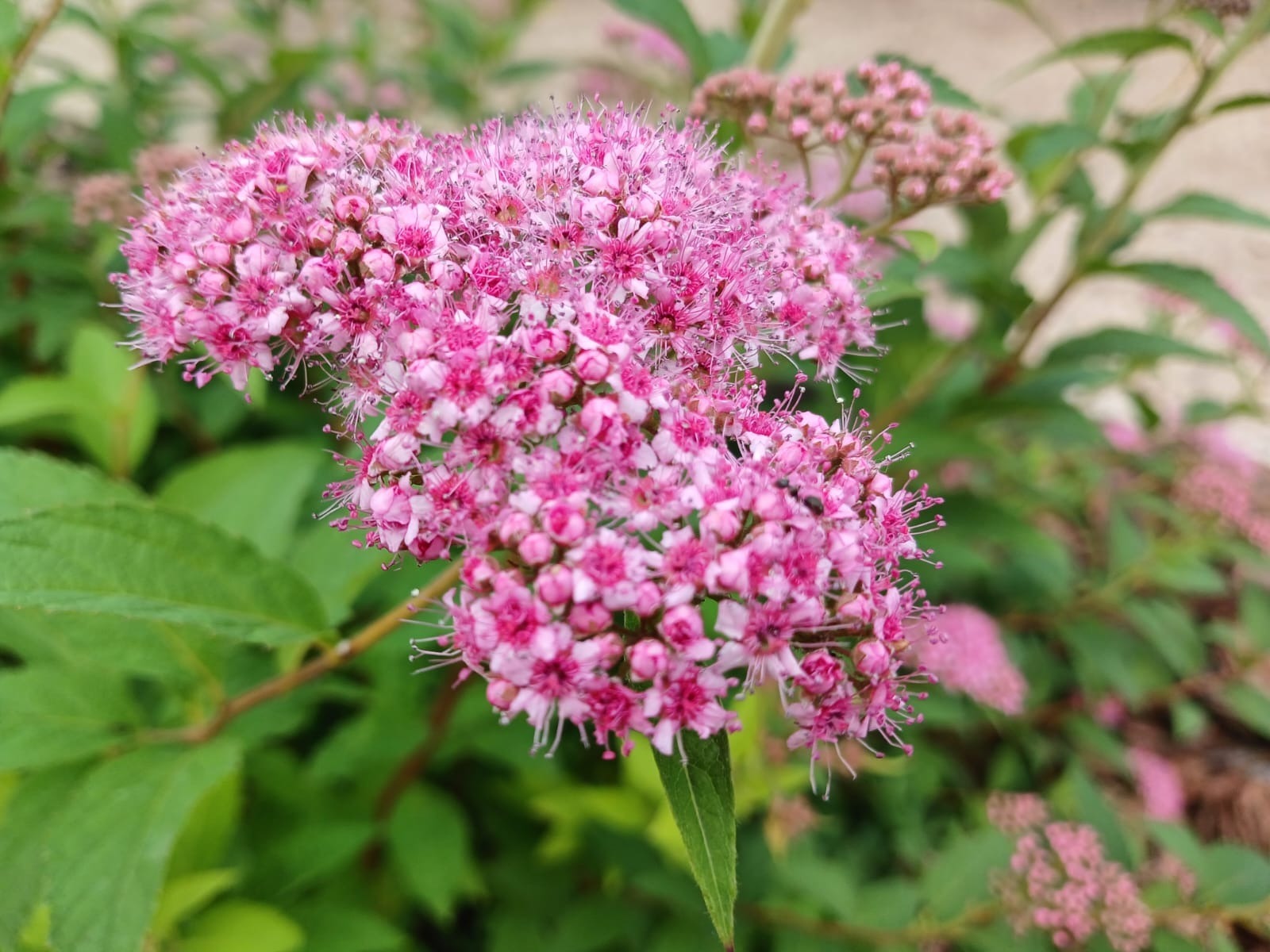 Васили Саитовой.