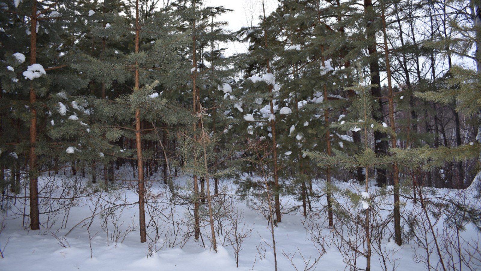 Елены Колоколовой.