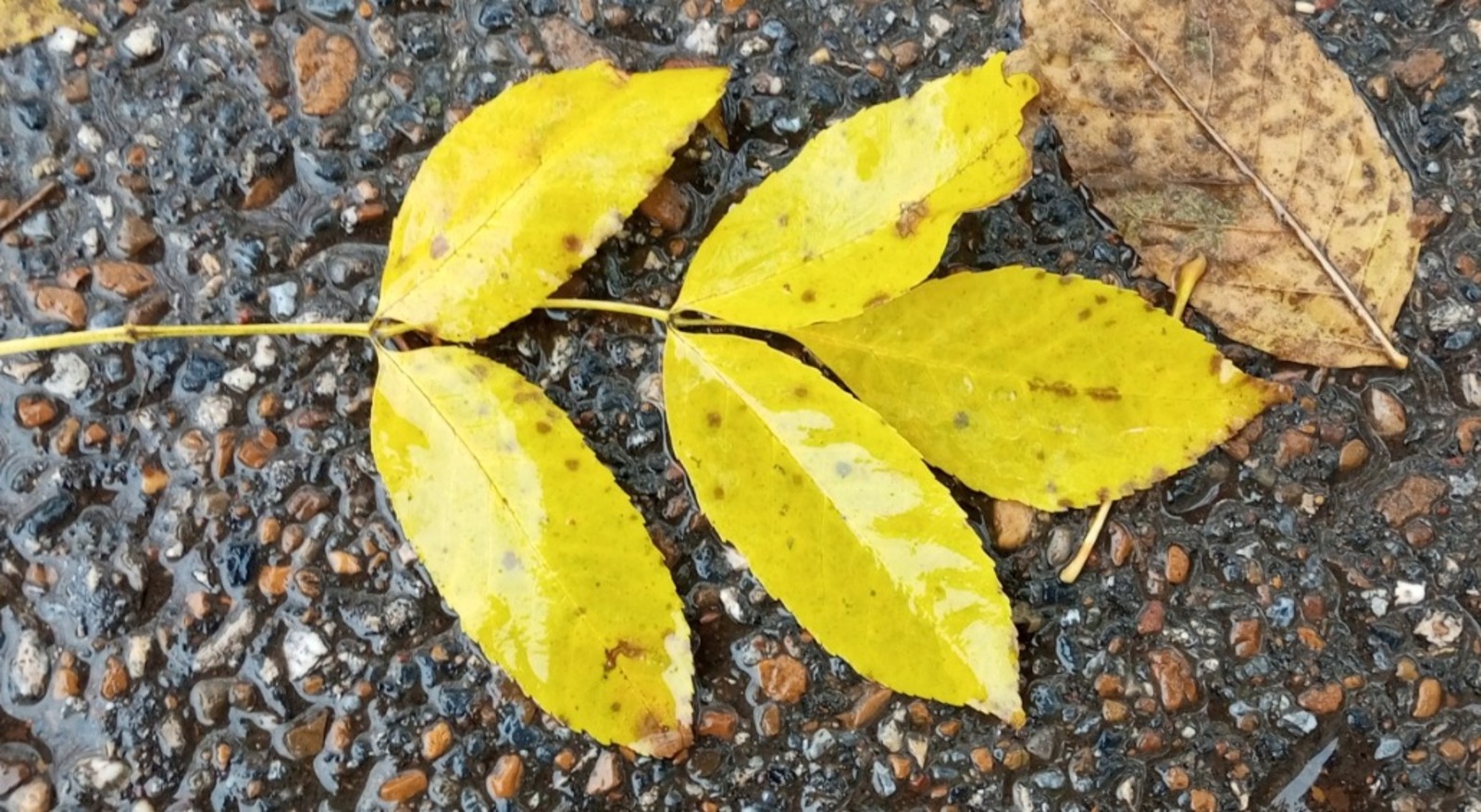 Евгении Сюткиной.