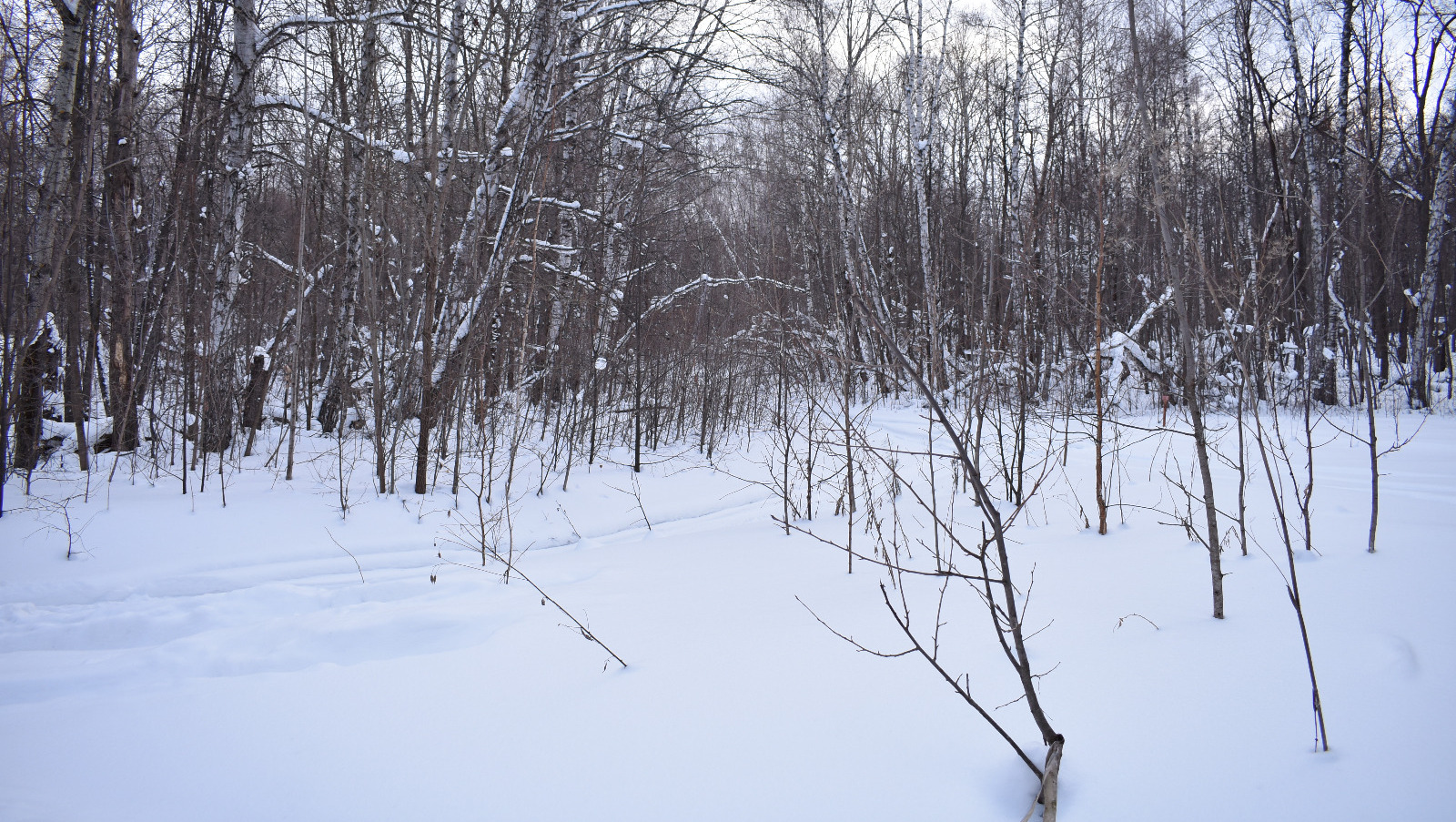 Елены Колоколовой.