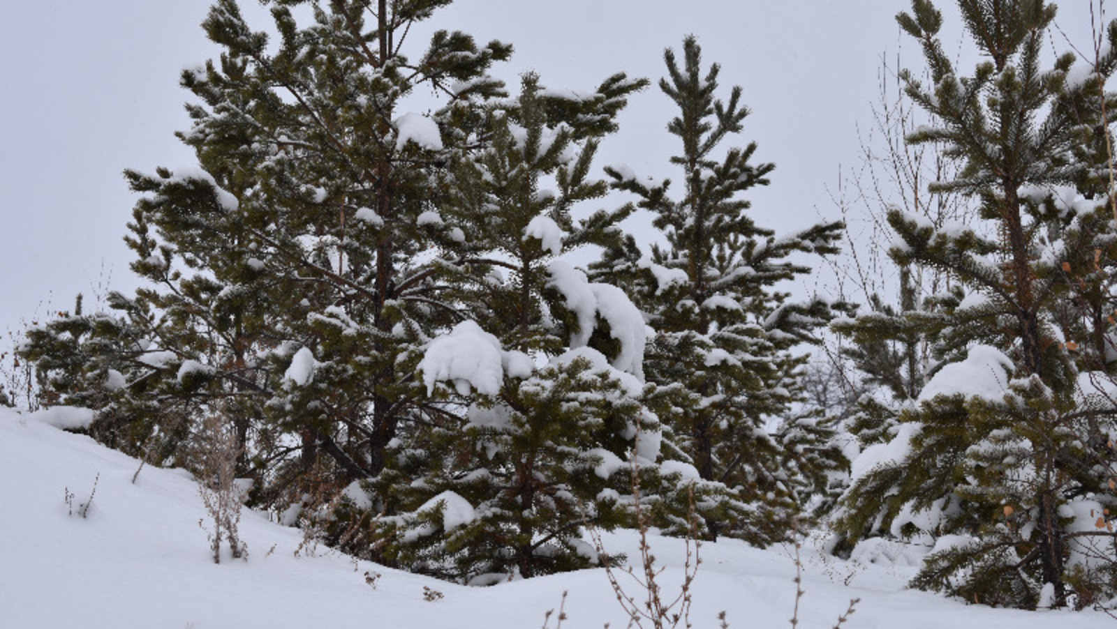 Елены Колоколовой.