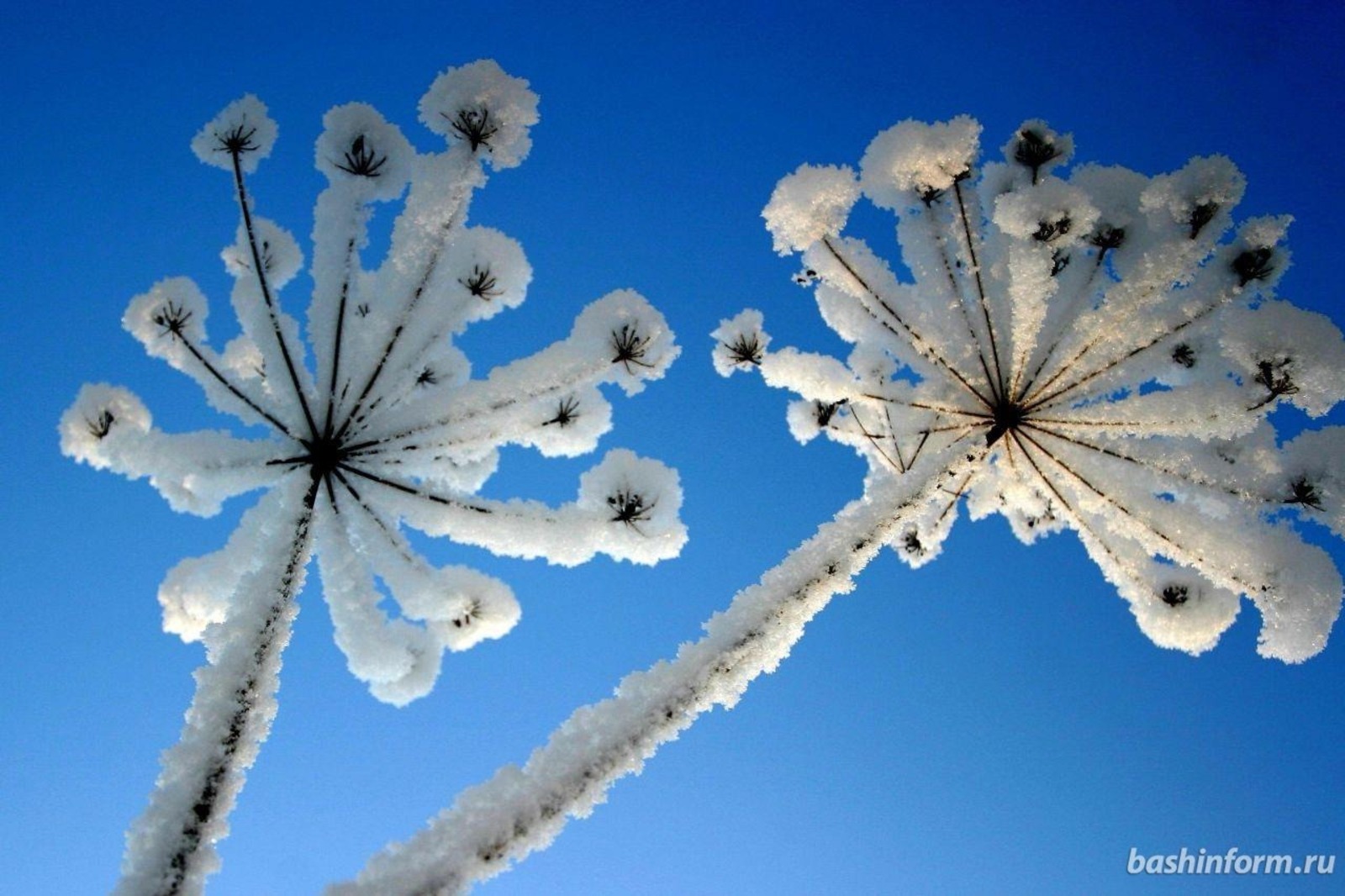 ИА «Башинформ».