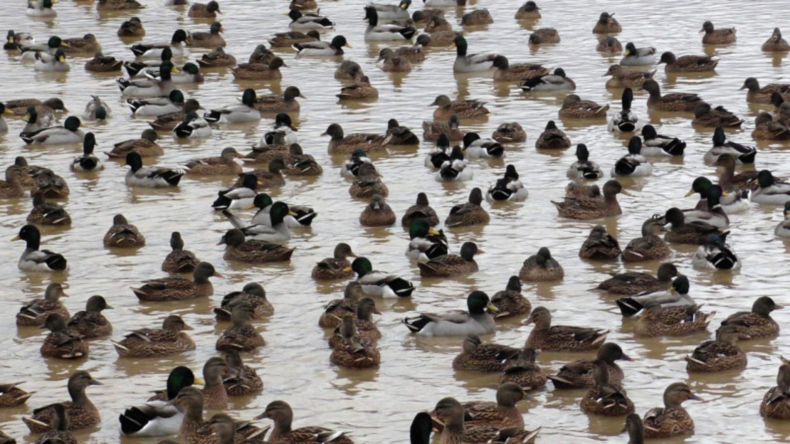 Фото Альмира Сибагатуллина.