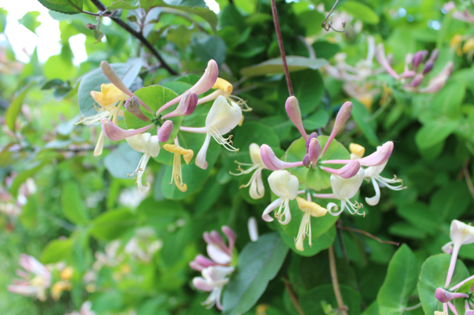 Фото автора.