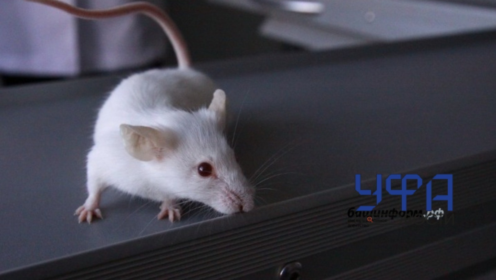 Валерия Шахова. ИА «Башинформ».