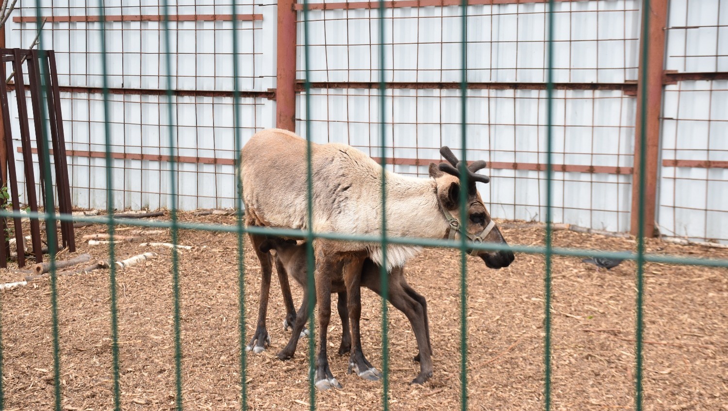 Елены Колоколовой. "Общественная электронная газета".