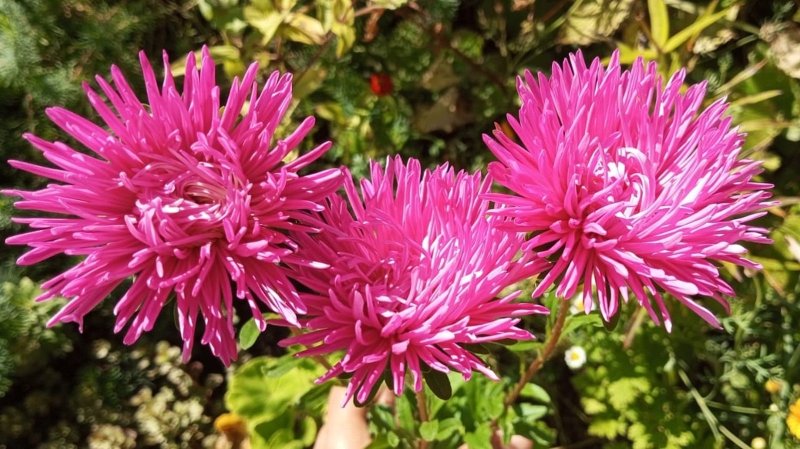 Евгении Сюткиной.