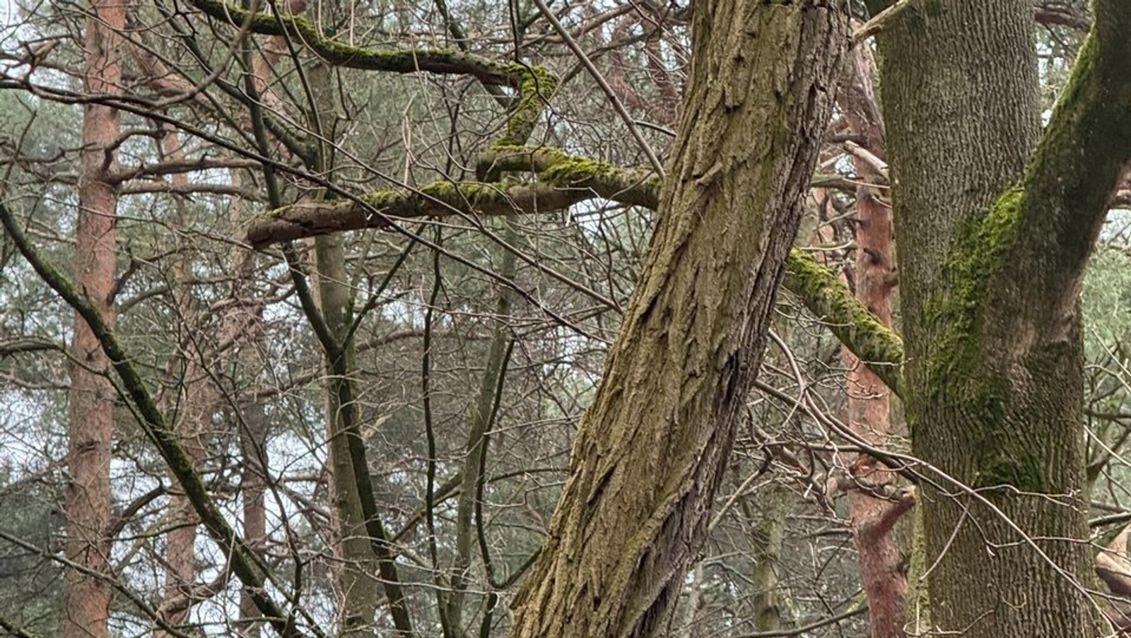 Елены Колоколовой.  «Общественная электронная газета».