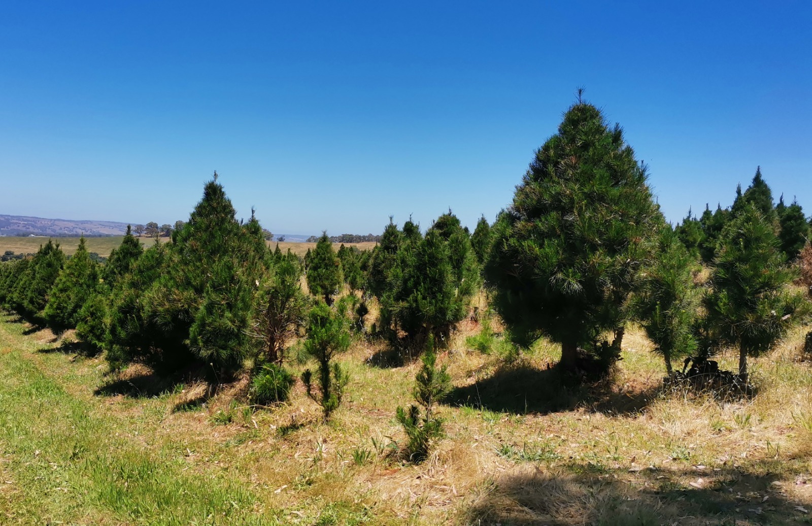 Евгении Сюткиной. «Общественная электронная газета».