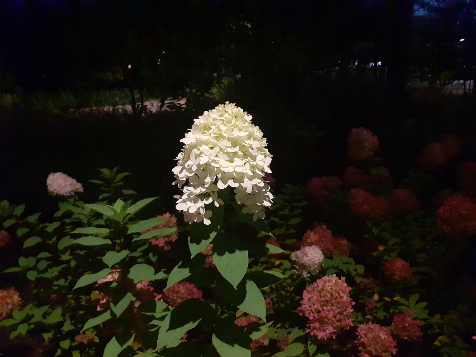 Владимира Шакиева.