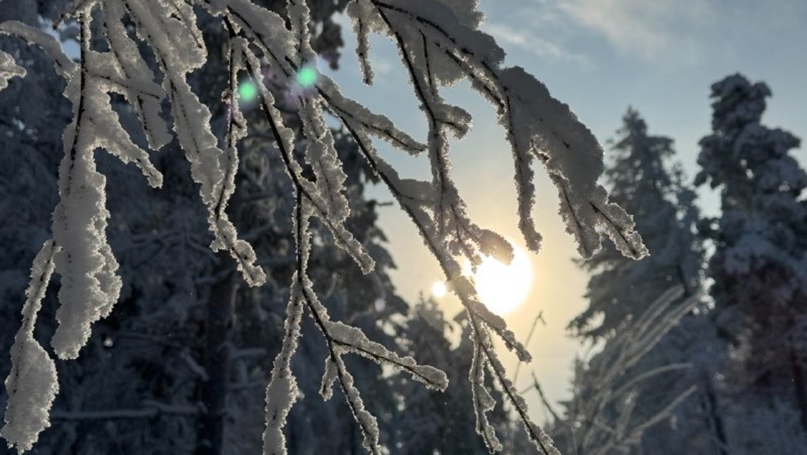 Елены Колоколовой.  «Общественная электронная газета».