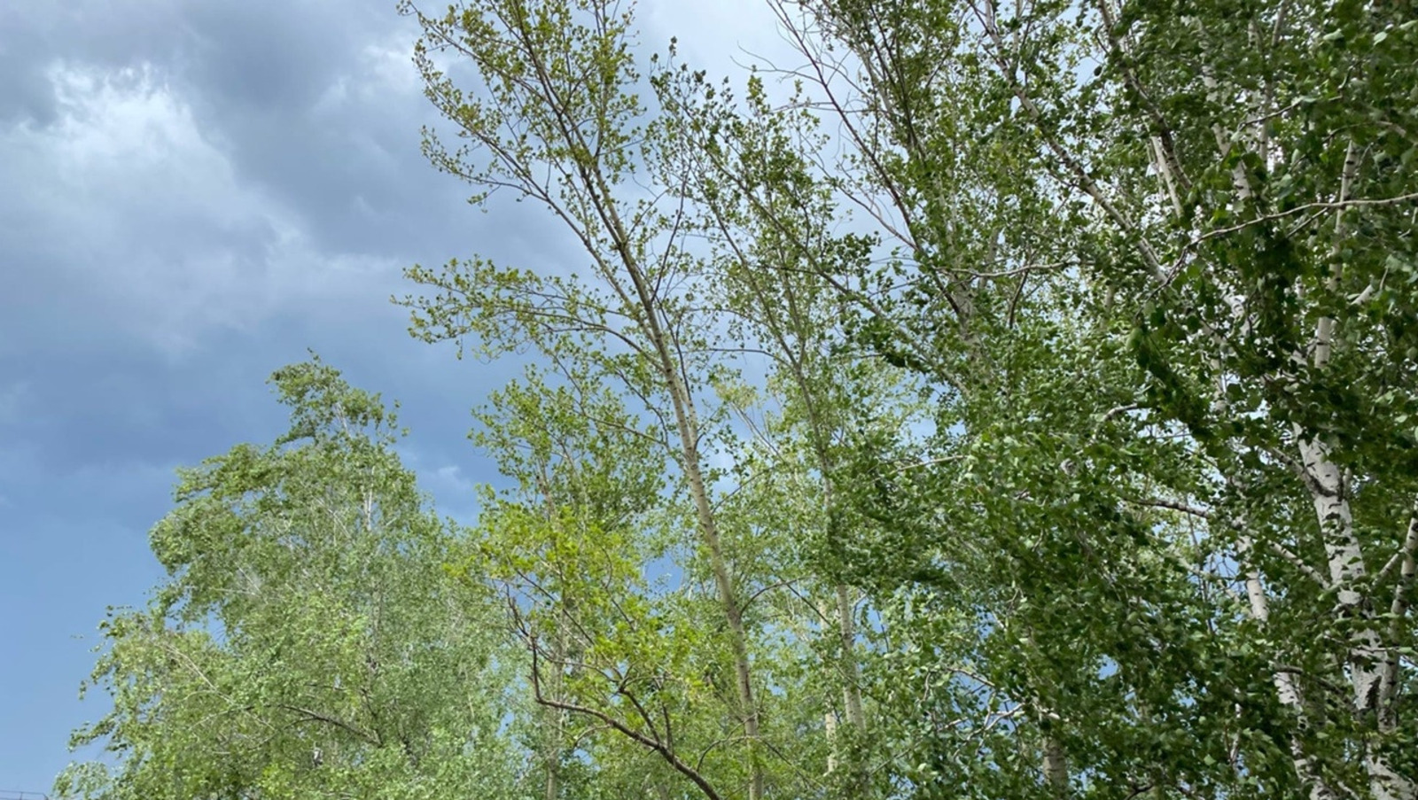 Елены Колоколовой.