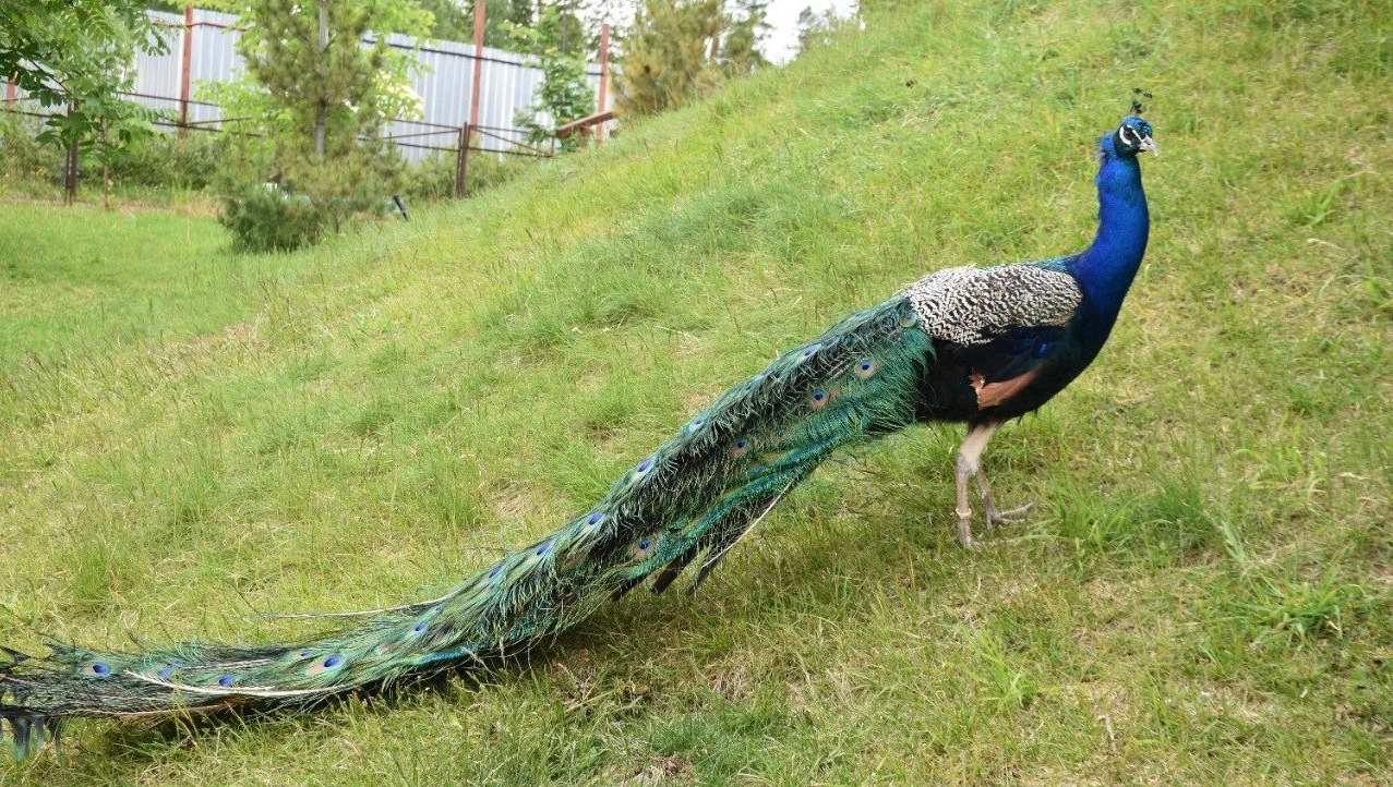 Елены Колоколовой. "Общественная электронная газета".