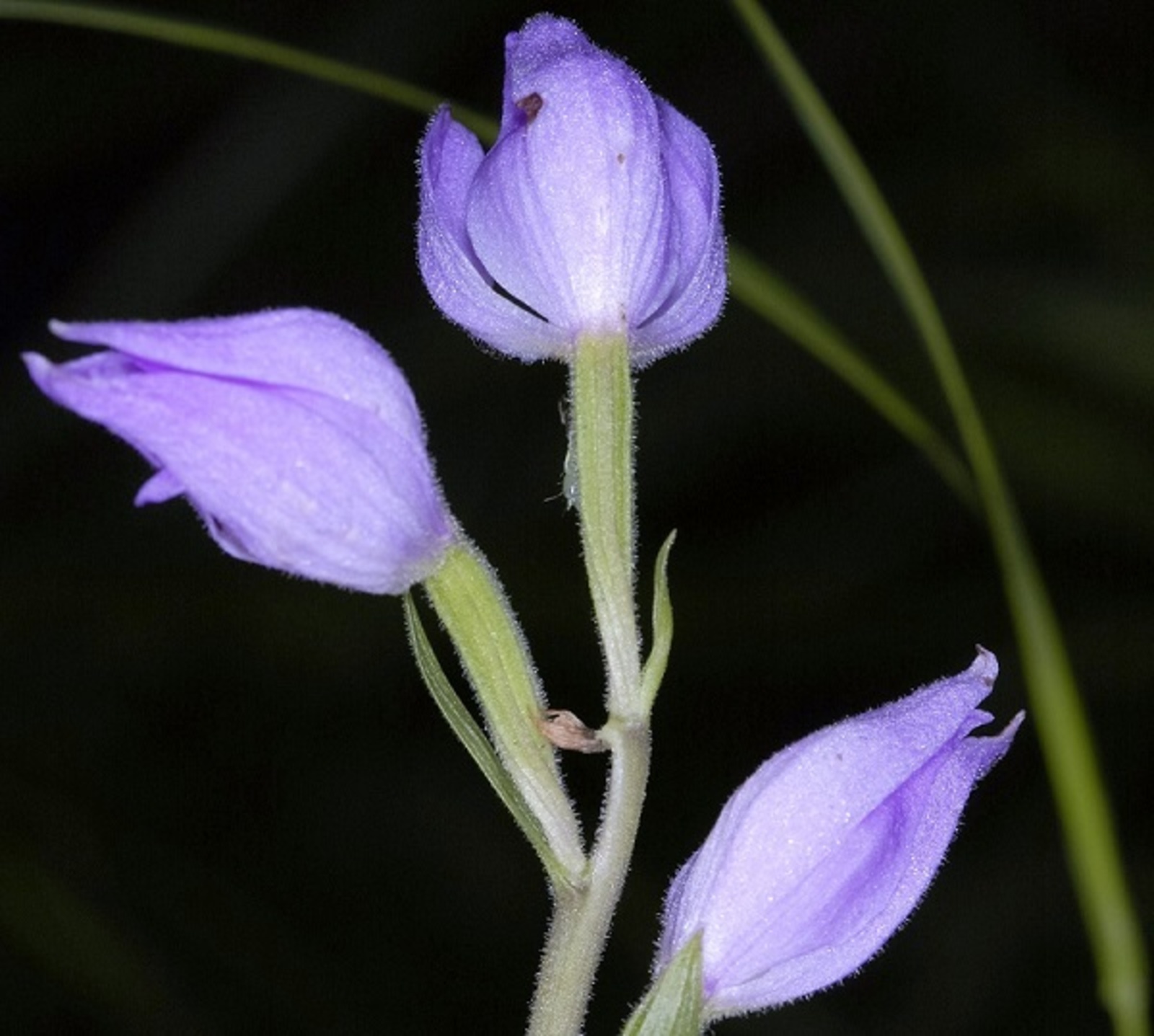 Цветы пыльцеголовника красного. Фото предоставлено Миляушой Барлыбаевой.
