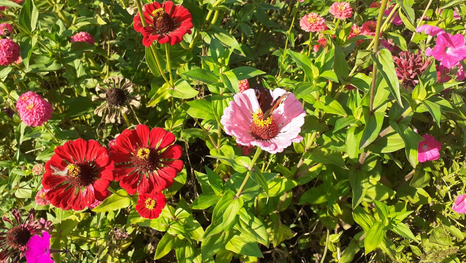 Владимира Шакиева.