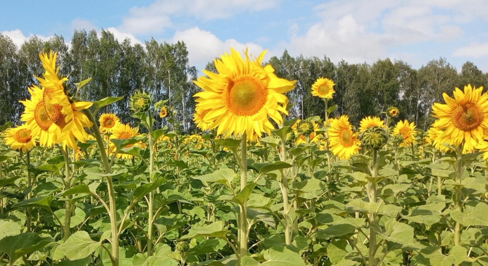 Евгении Сюткиной.