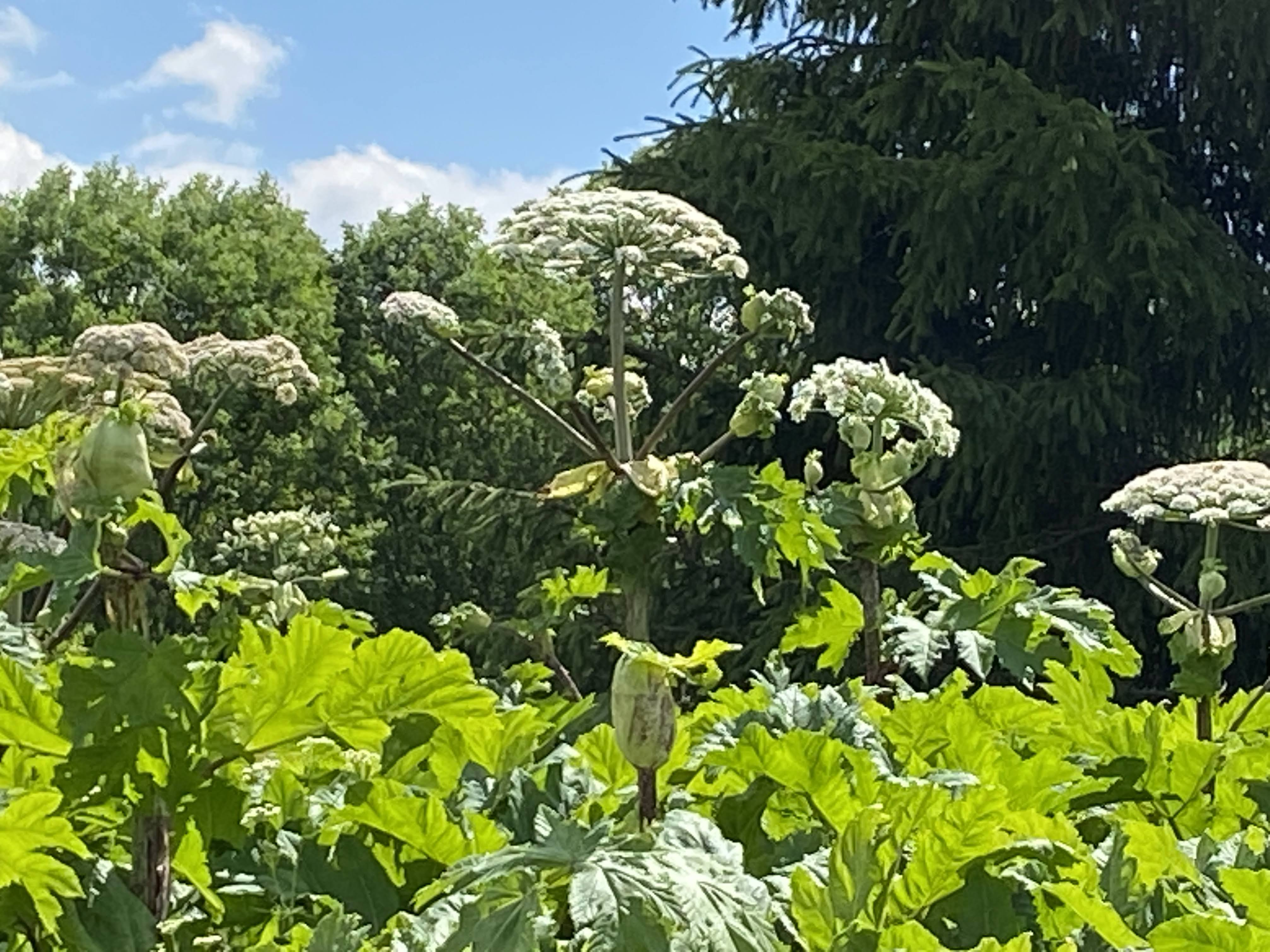 Елены Колоколовой.