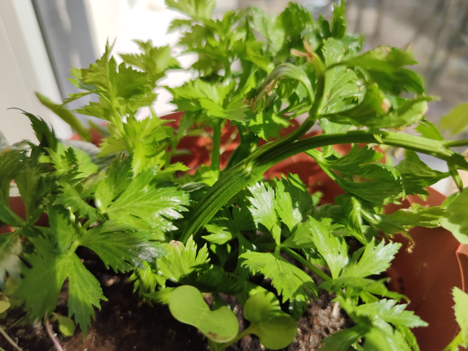 Дарьи Святохиной. «Общественная электронная газета».