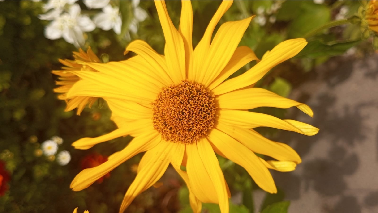 Евгении Сюткиной.