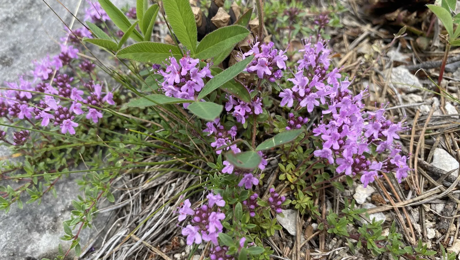Елены Колоколовой.