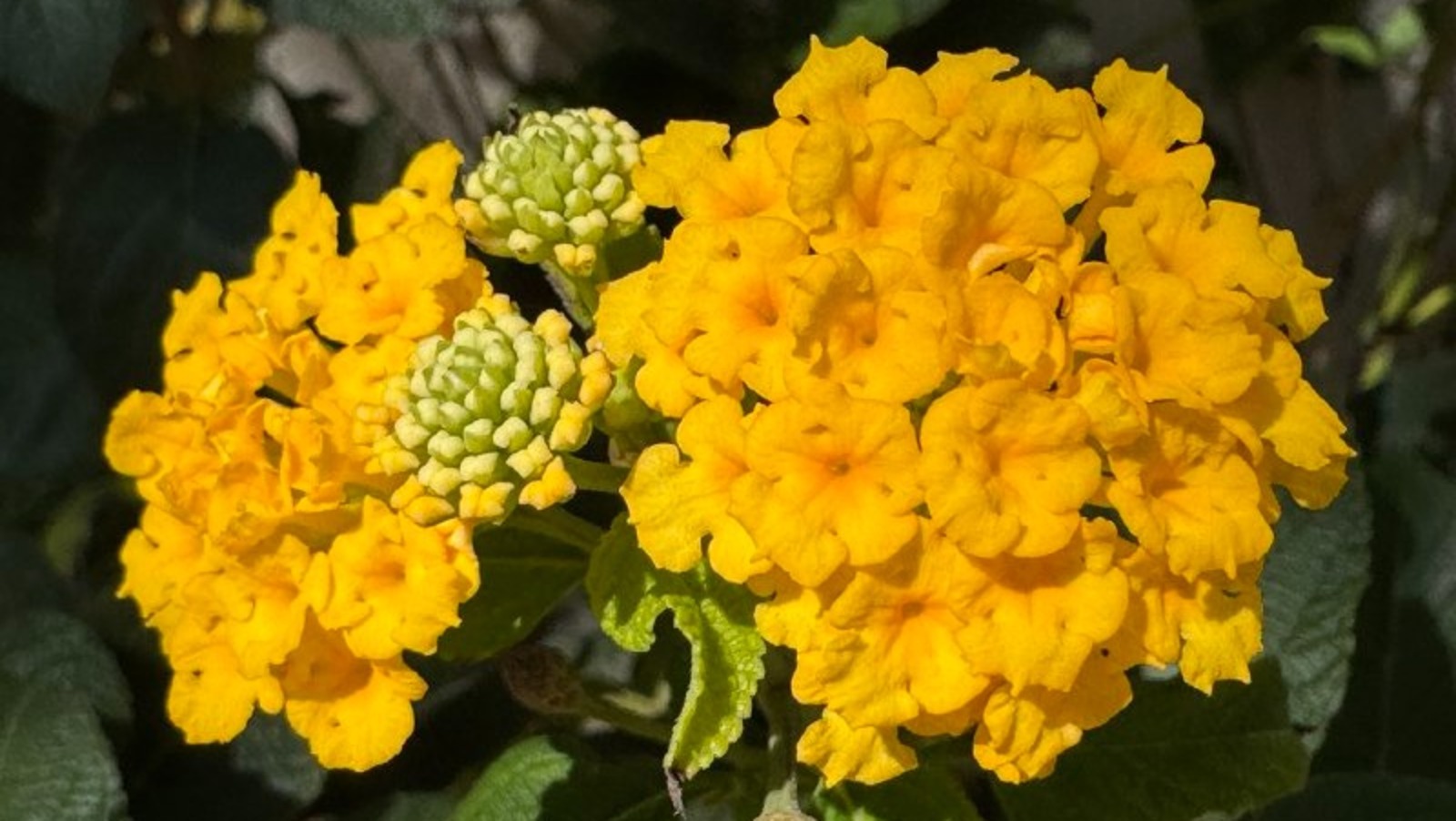 Елены Колоколовой. «Общественная электронная газета».