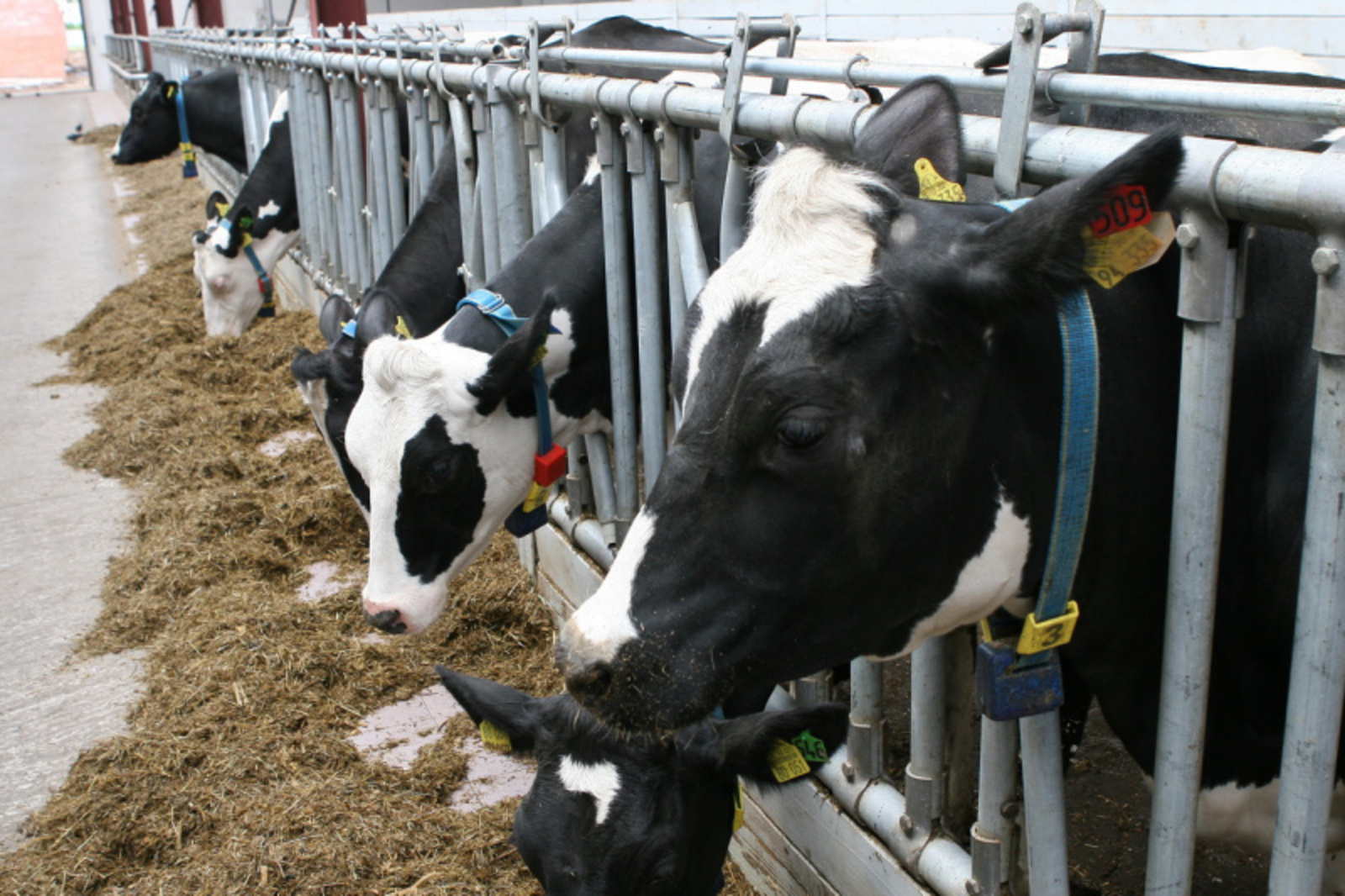 Фото Олега Яровикова.