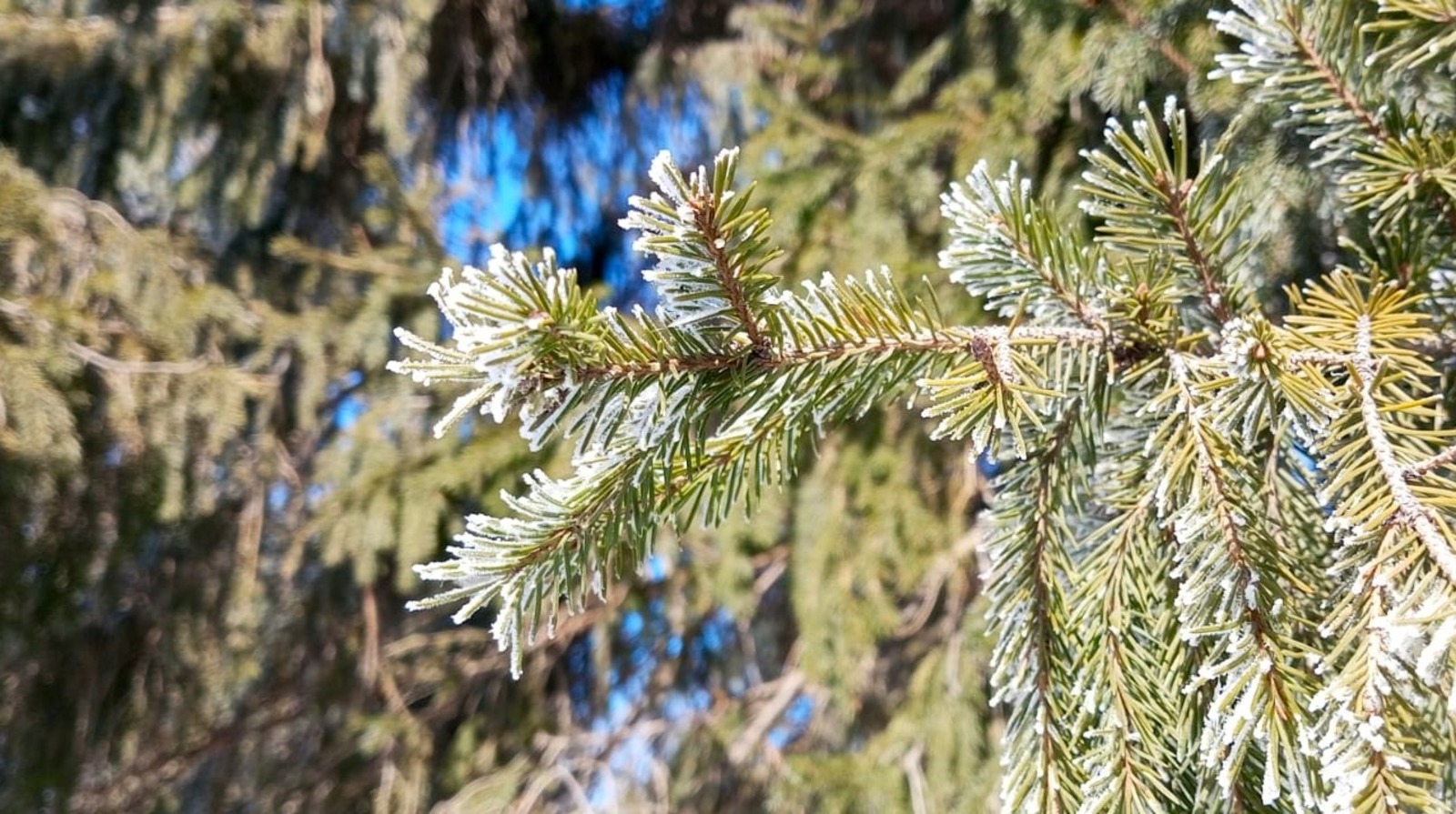 Евгении Сюткиной.