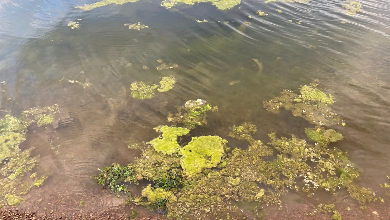 Елены Колоколовой.