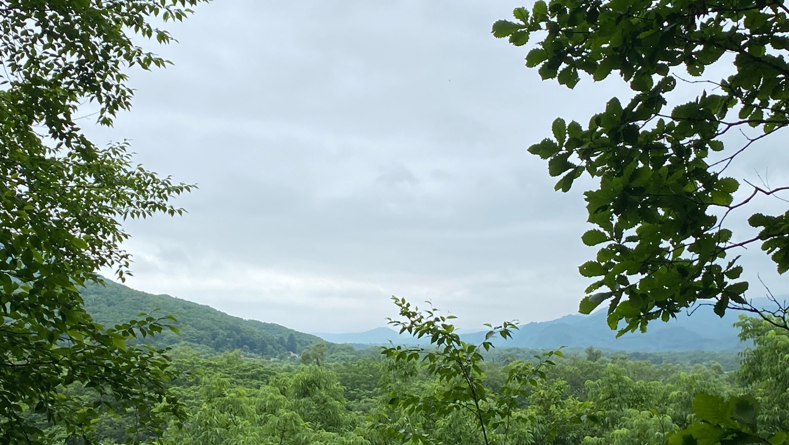 Елены Колоколовой.