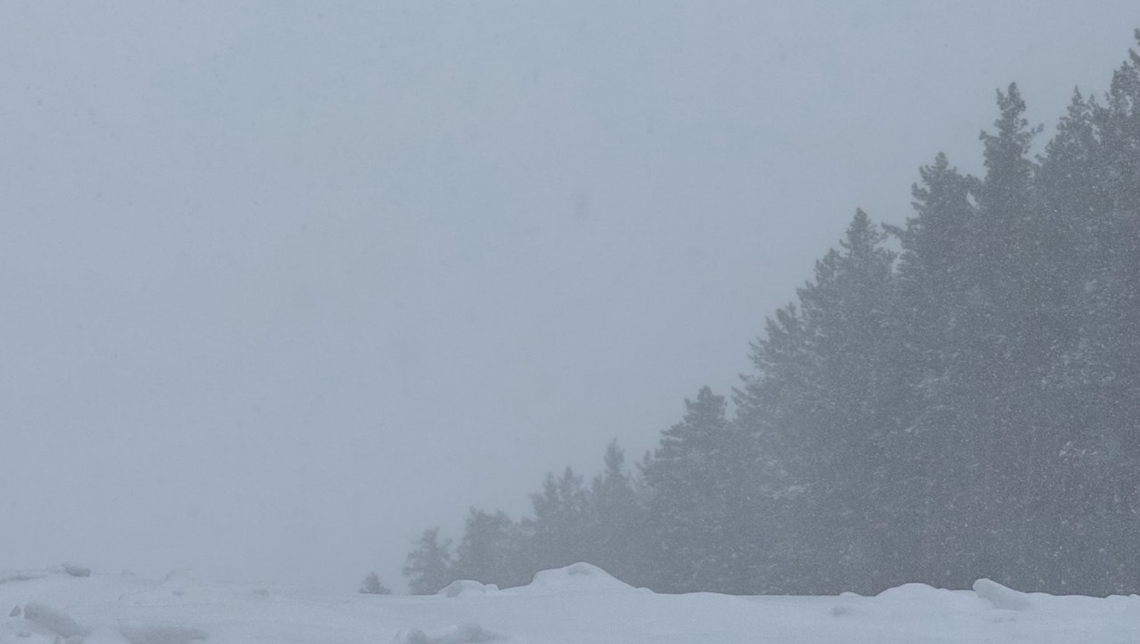 Елены Колоколовой.