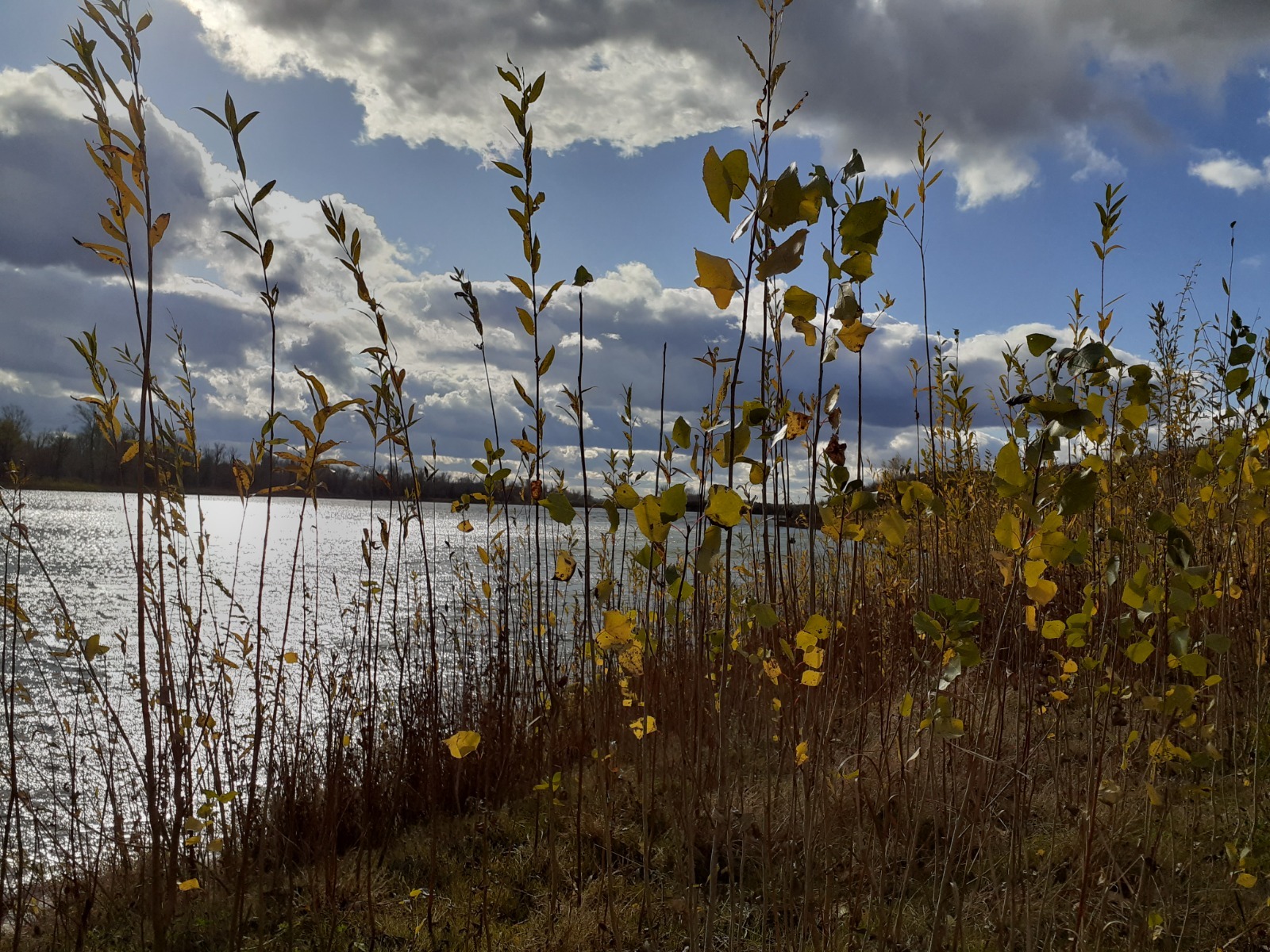 Владимира Шакиева.