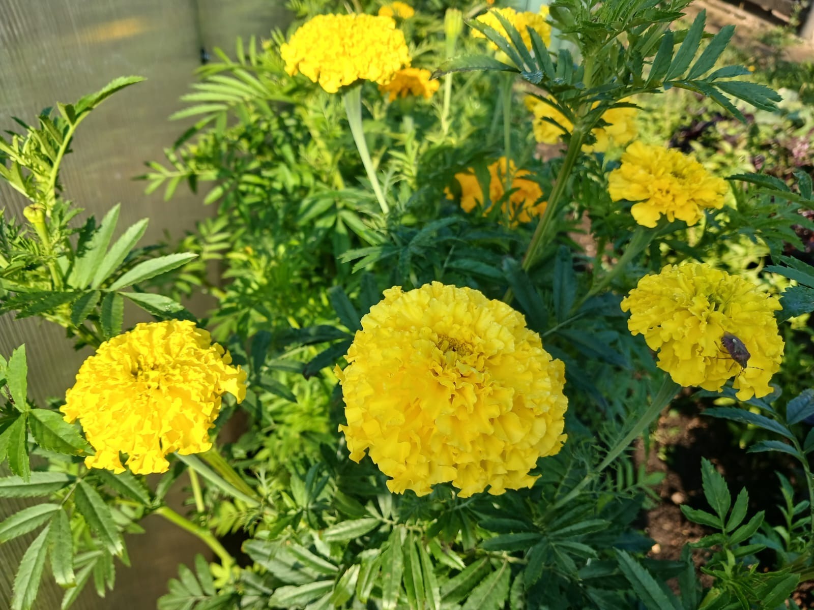 Васили Саитовой.