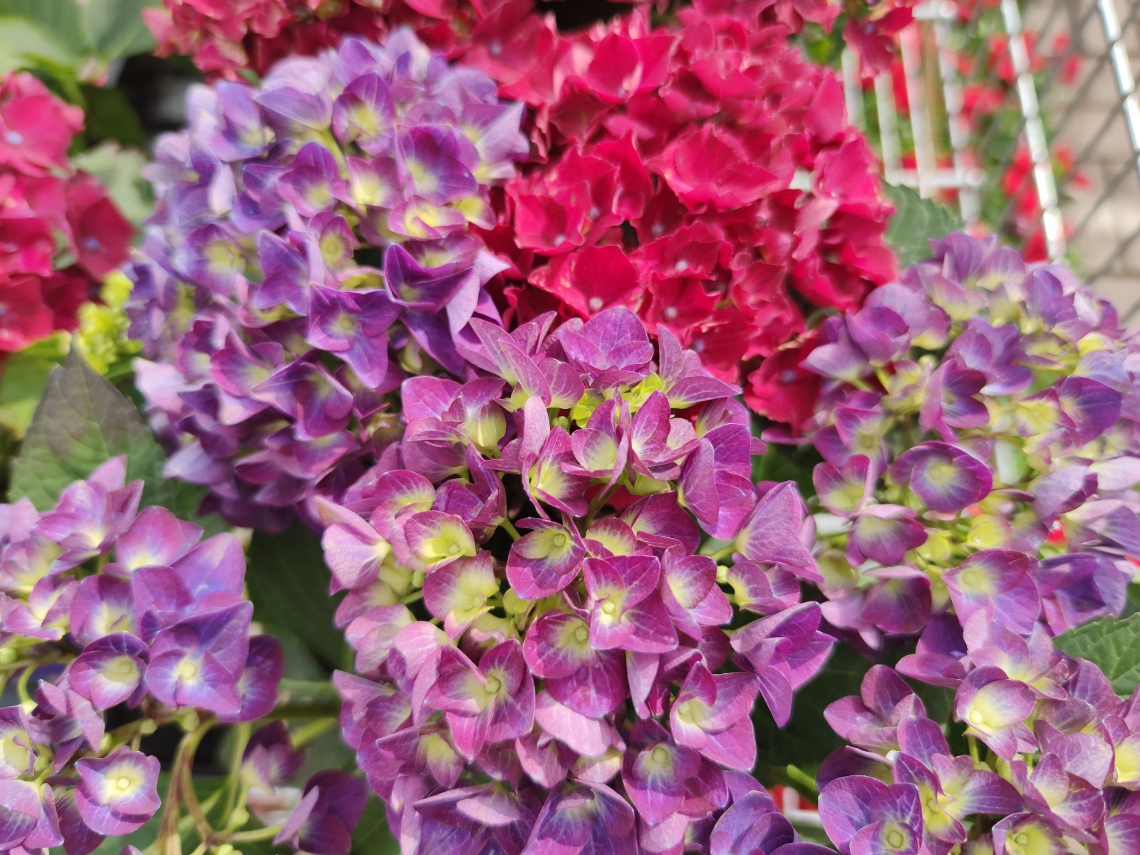 Дарьи Святохиной. "Общественная электронная газета".