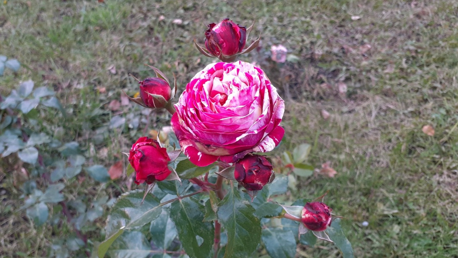 Владимира Шакиева.