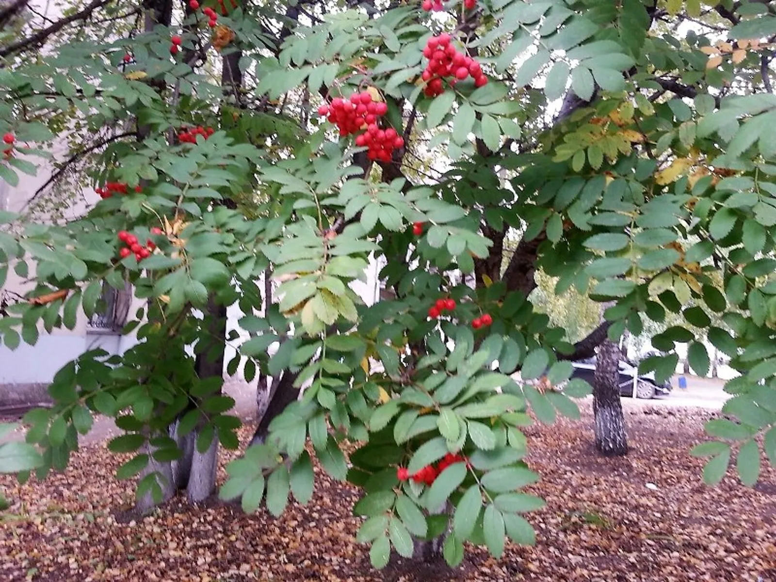 Фото автора.