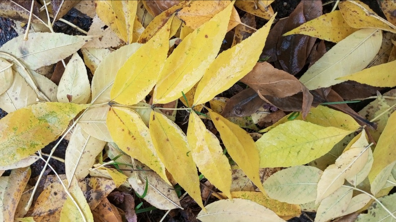 Евгении Сюткиной.