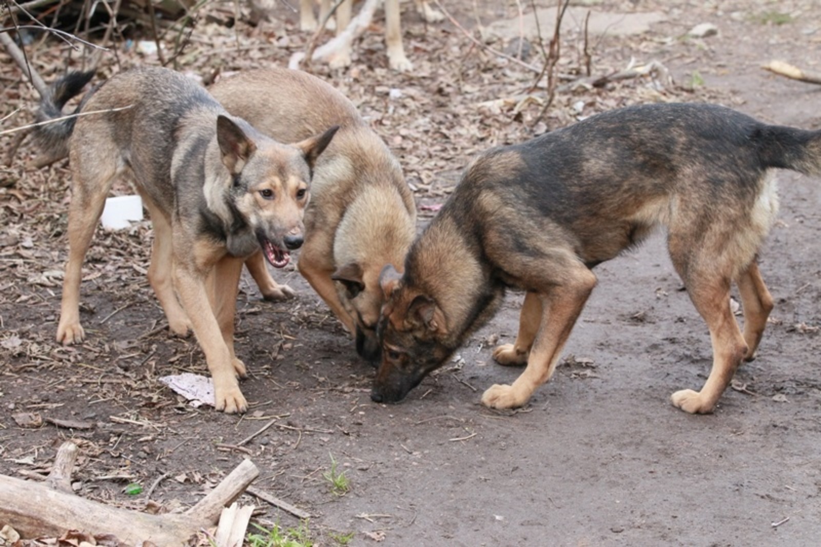 Фото Олега Яровикова.