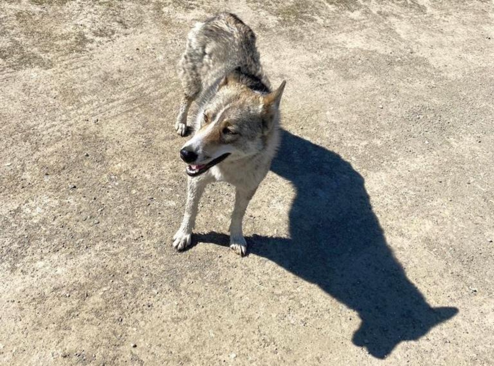 Елены Колоколовой.