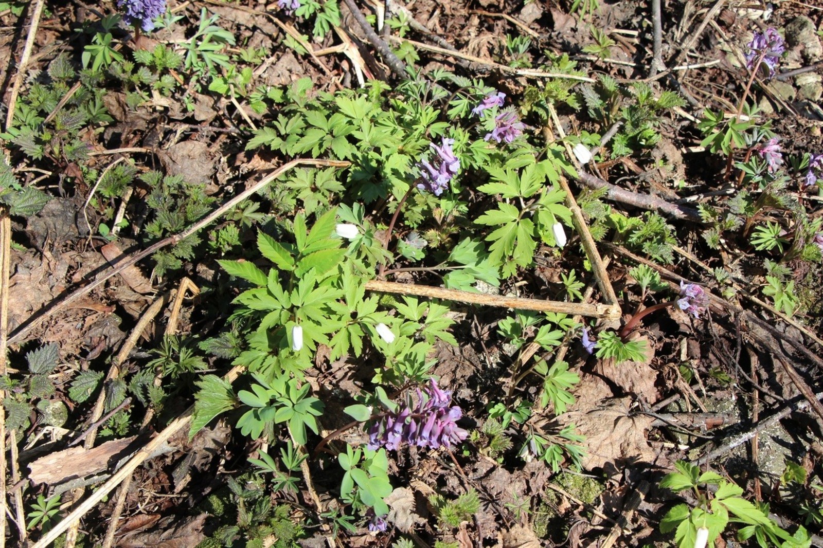 Евгении Сюткиной.
