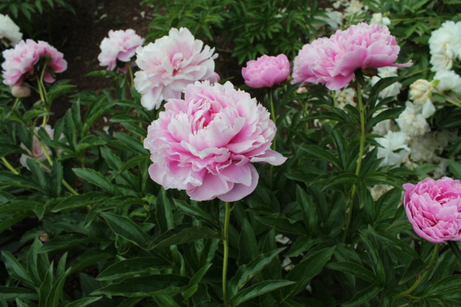 Дарьи Святохиной.