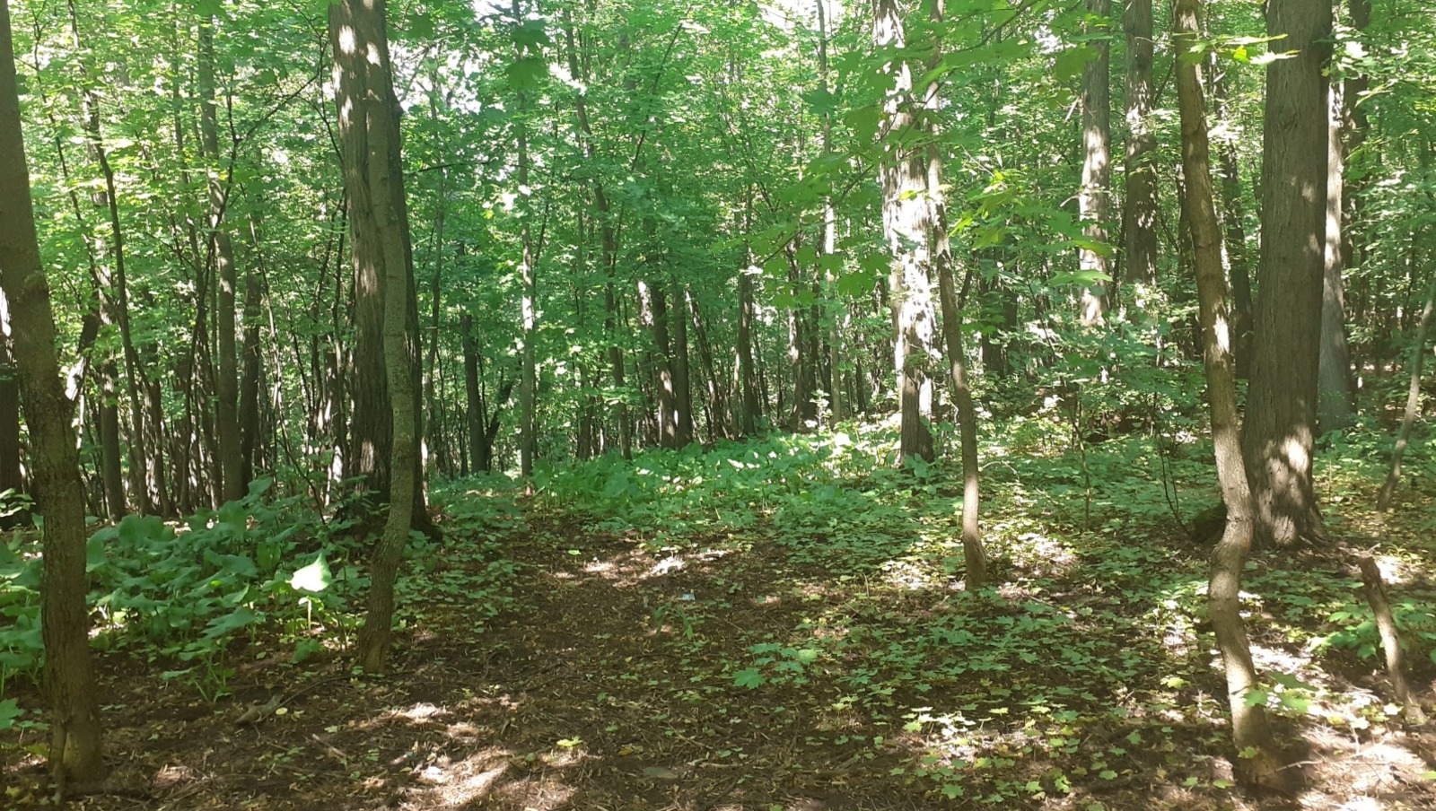 Владимира Шакиева.