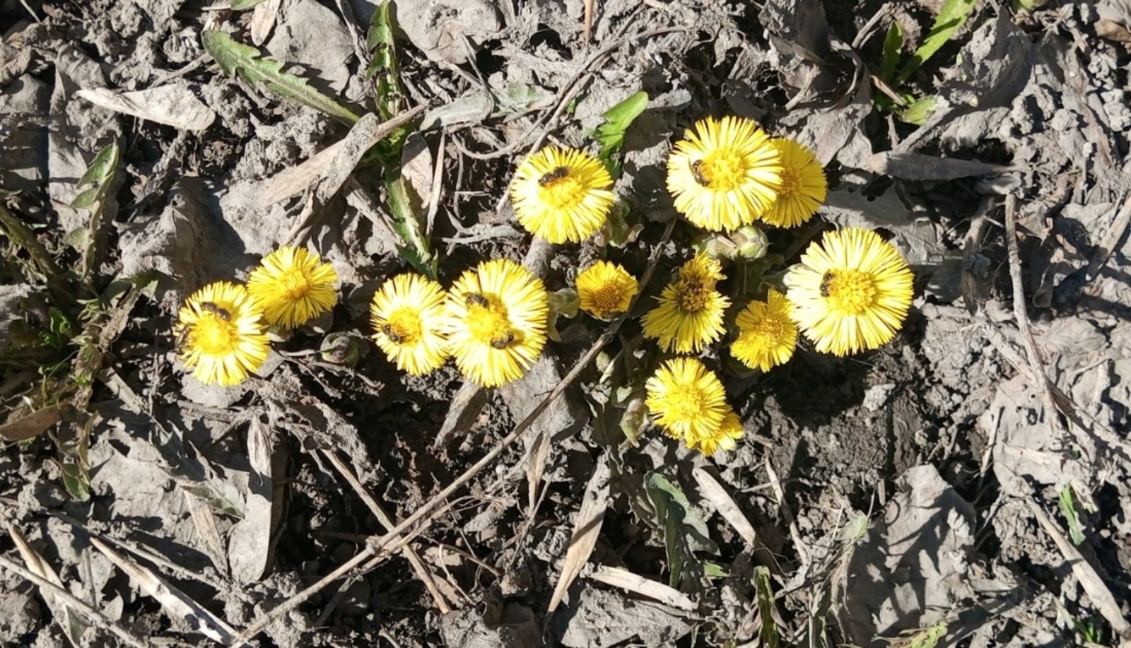 Евгении Сюткиной. «Общественная электронная газета».