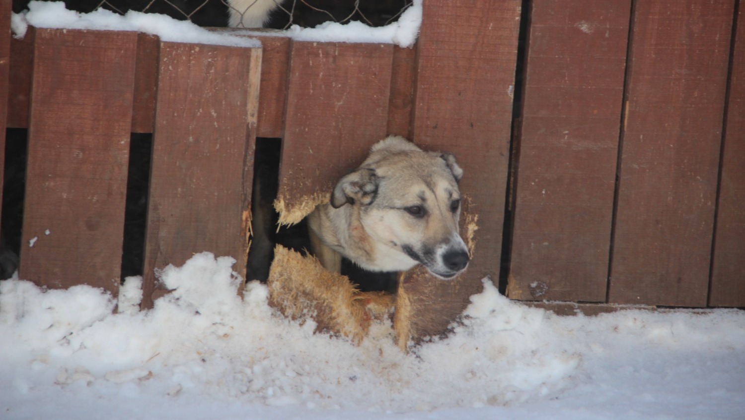 Елены Колоколовой.