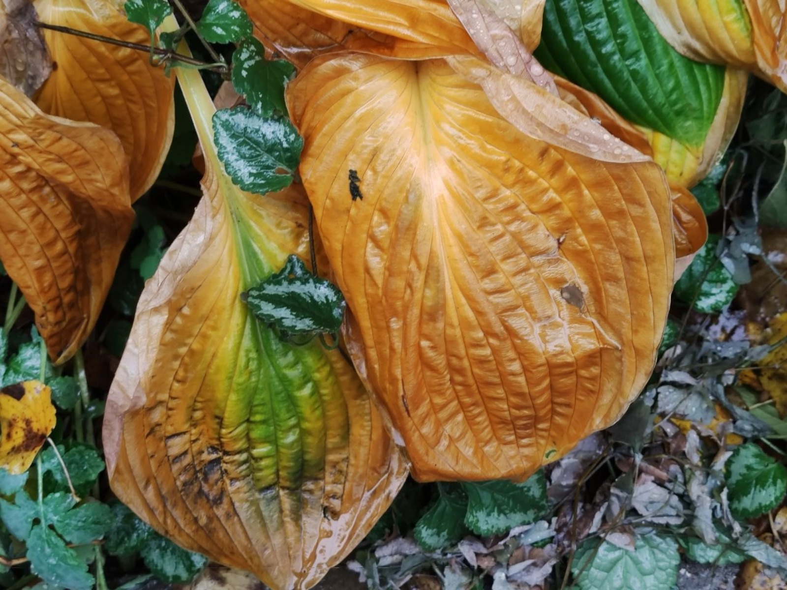 Дарьи Святохиной. "Общественная электронная газета".