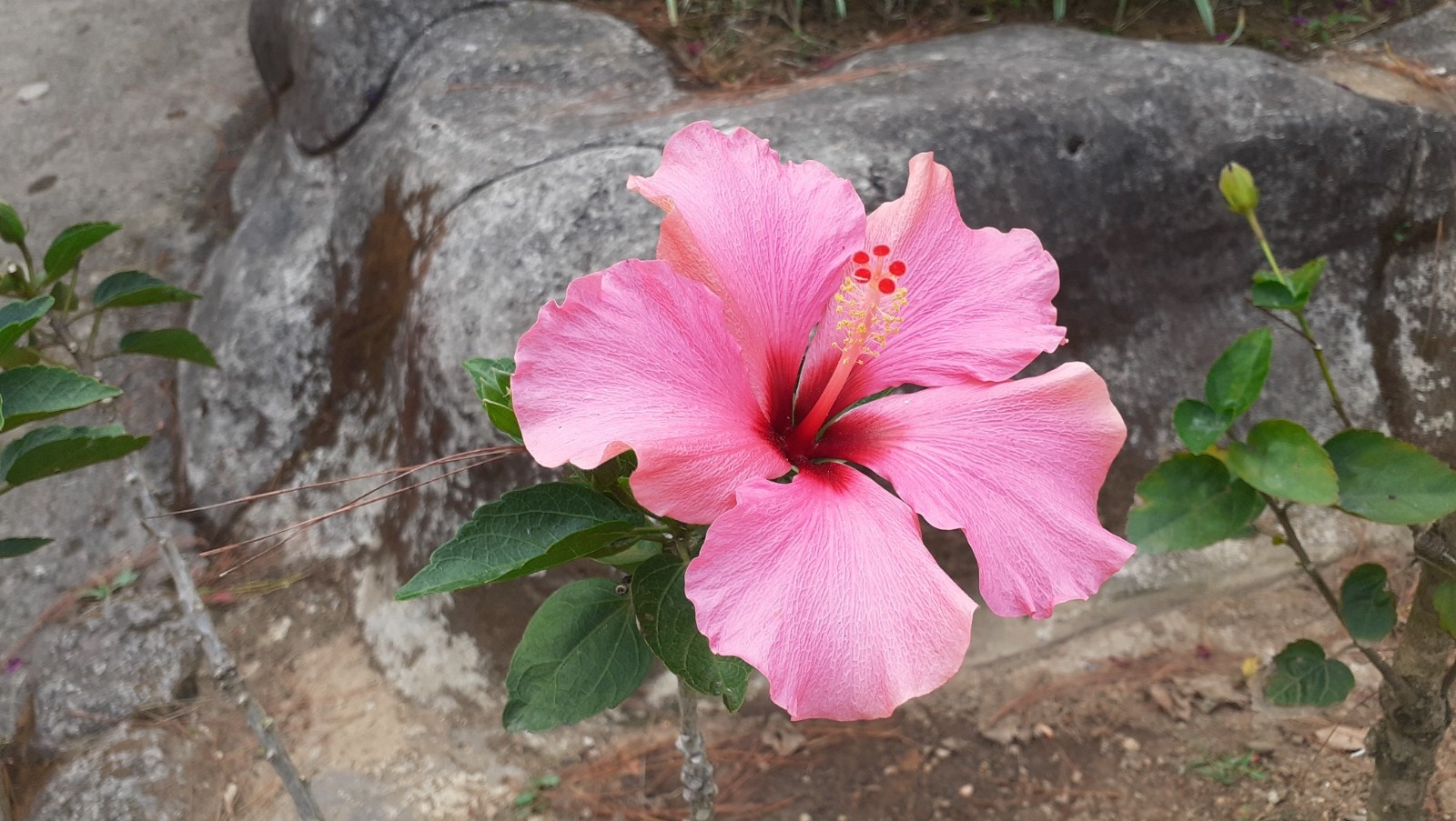 Владимира Шакиева. «Общественная электронная газета».