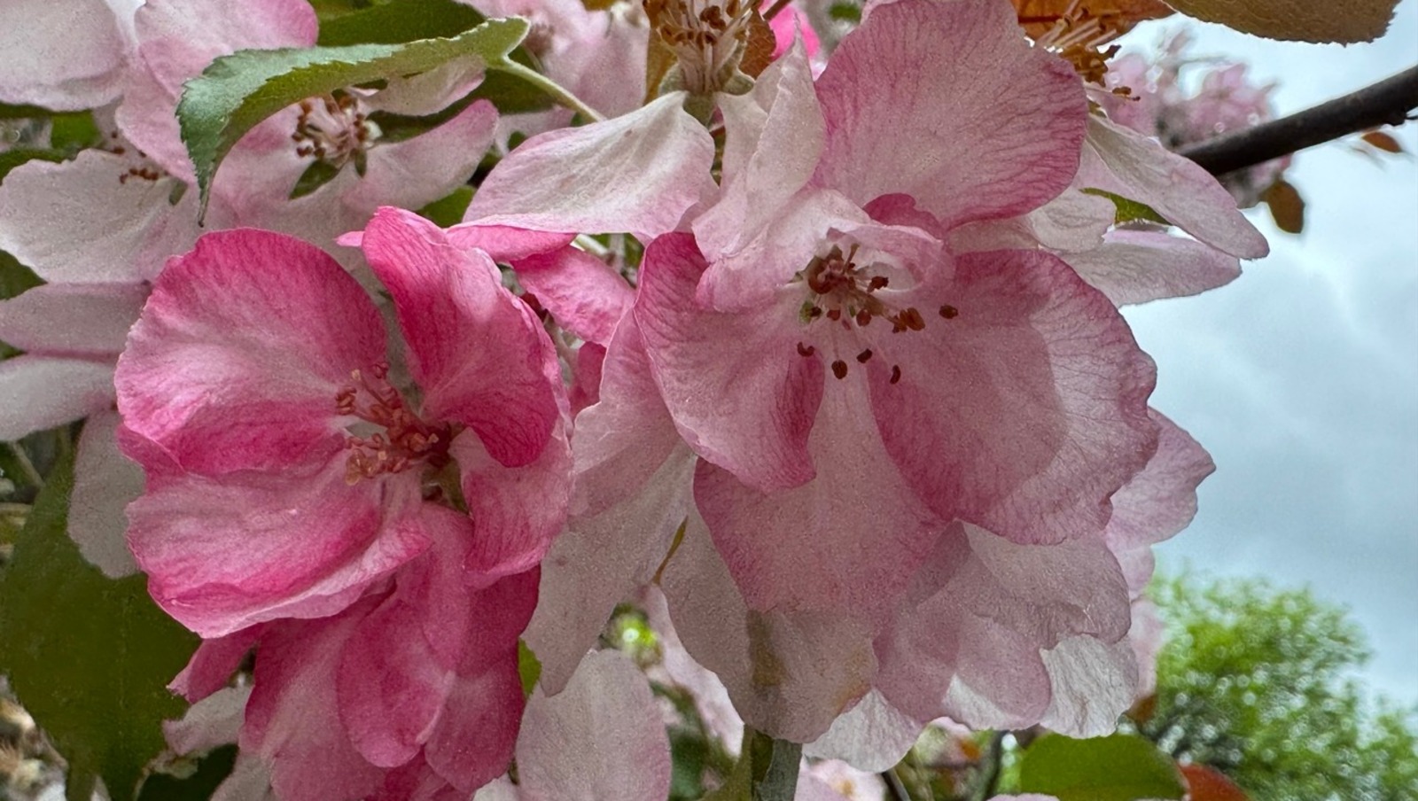 Елены Колоколовой.  «Общественная электронная газета».