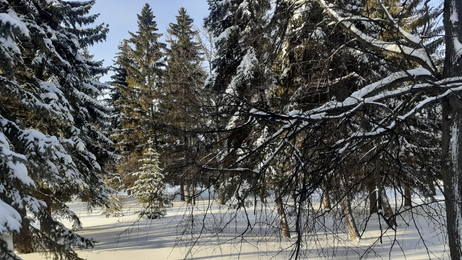 Владимира Шакиева.