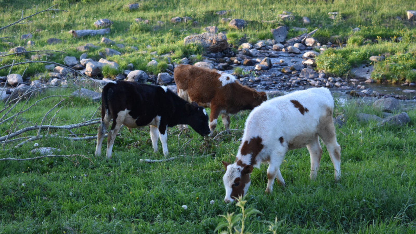 Елены Колоколовой.